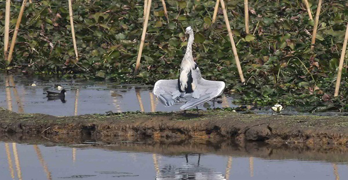 মৌলভীবাজারে পাখি শুমারি অনুষ্টিত : বাইক্কা বিলে মিলেছে ৩৮ প্রজাতির ৮ হাজার ৮৩২ পাখি