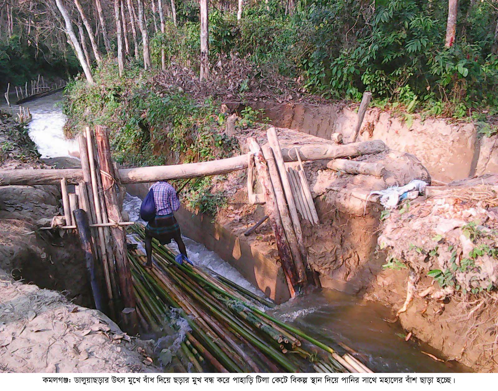 মহালের বাঁশ স্থানান্তরে ছড়ার উৎস মুখে বাঁধ: কমলগঞ্জে বোরো আবাদ অনিশ্চিত