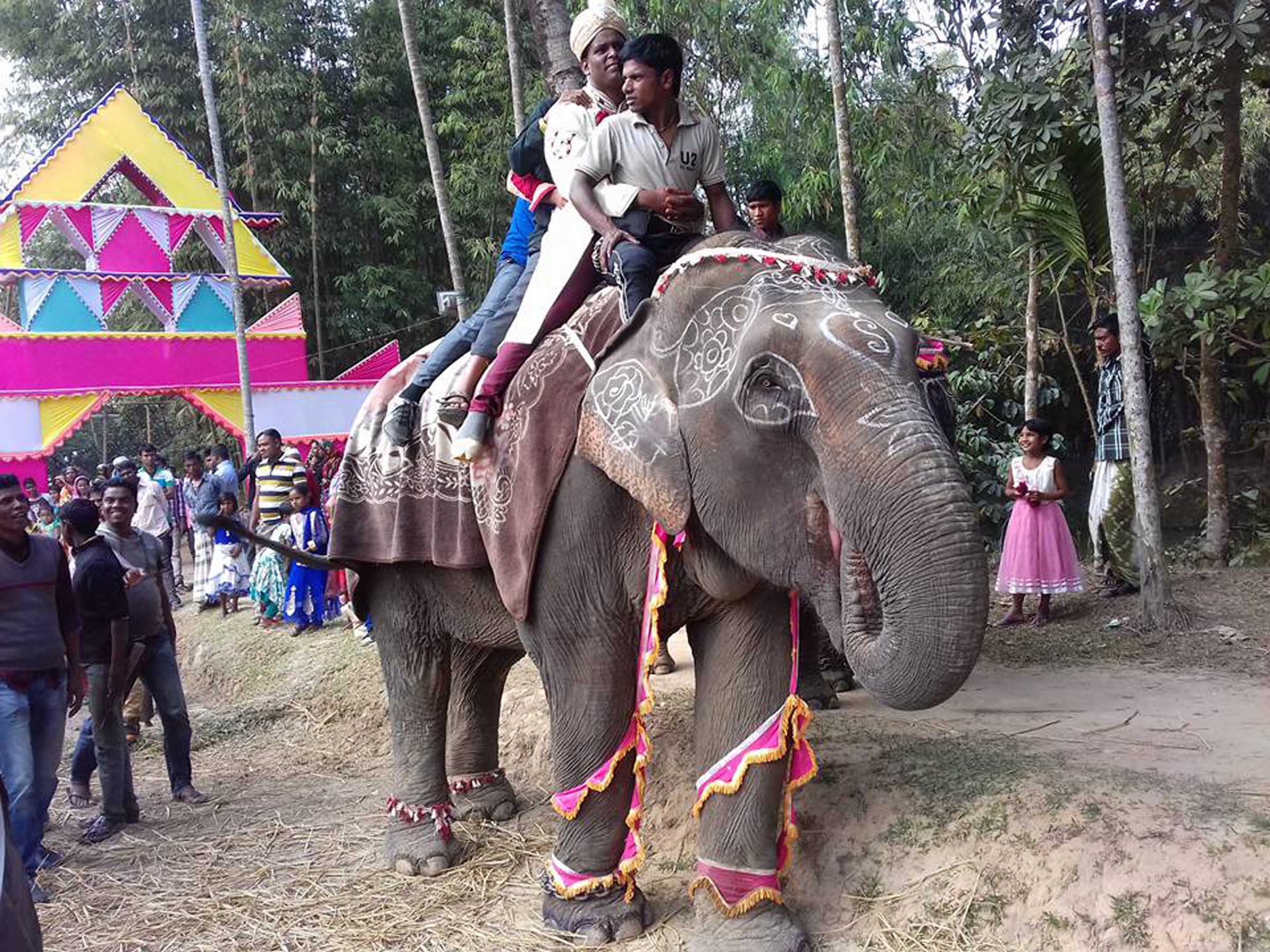 শ্রীমঙ্গলে হাতির পিঠে চড়ে আসলে বর!