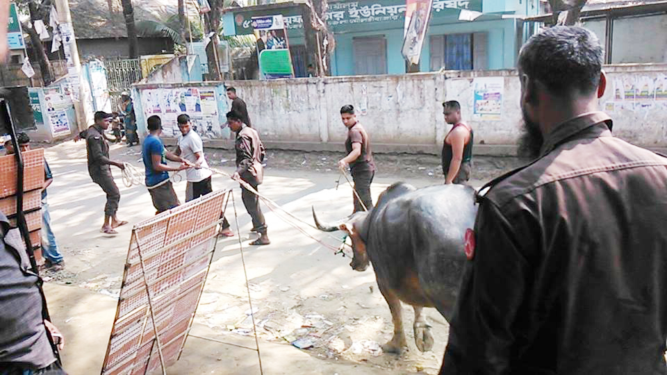 জুড়ীতে ভারতীয় মহিষ আটক