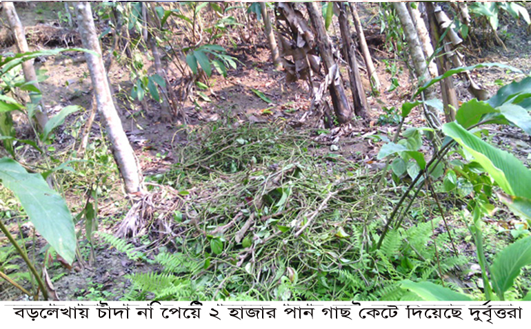 বড়লেখায় চাঁদা না পেয়ে ২ হাজার পান গাছ কেটে দিয়েছে দুর্বৃত্তরা