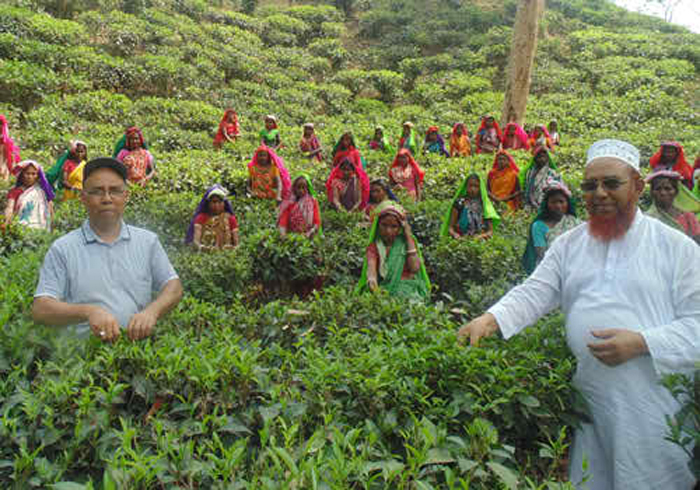 ৪ মাস বন্ধ থাকার পর মৌলভীবাজারের চা বাগান গুলোতে শুরু হয়েছে চা উৎপাদন