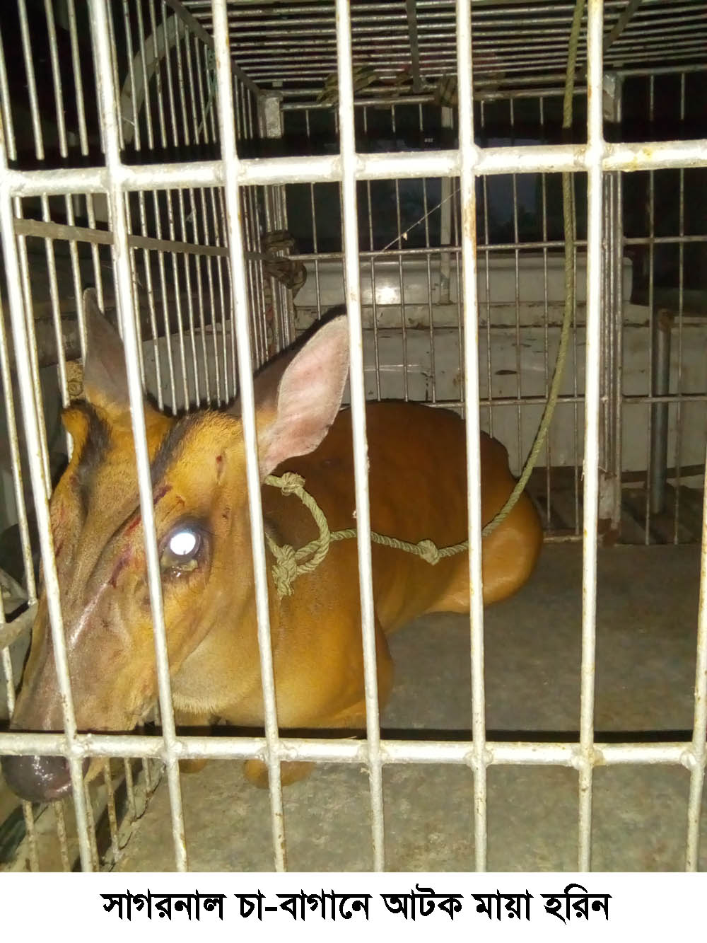 জুড়ীর সাগরনাল চা-বাগানে মায়া হরিন আটক
