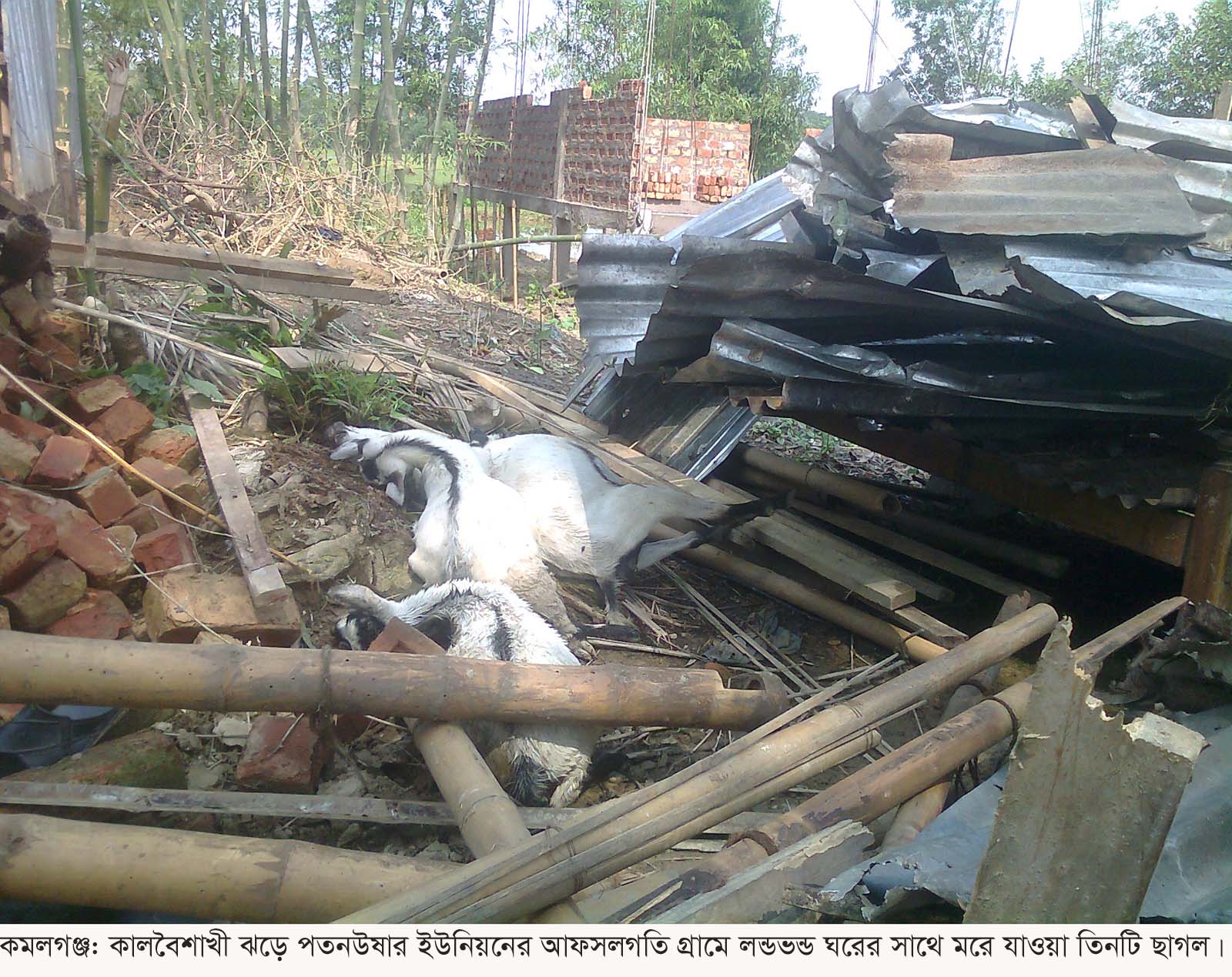 কালবৈশাখী ঘুর্ণিঝড়ে কমলগঞ্জে অর্ধশতাধিক বাড়িঘর লন্ডভন্ড