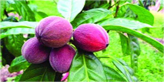 যে ফলে ক্যান্সার সারে!