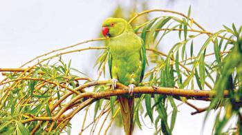 খুনের মামলায় সাক্ষী হচ্ছে টিয়া