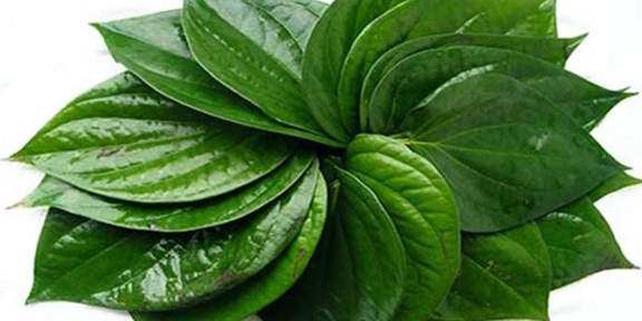 ডায়াবেটিকের মহৌষধ পান!!!