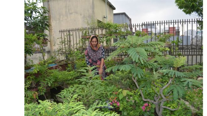 বাড়ির ছাদে বাগানকে উৎসাহিত করা হচ্ছে