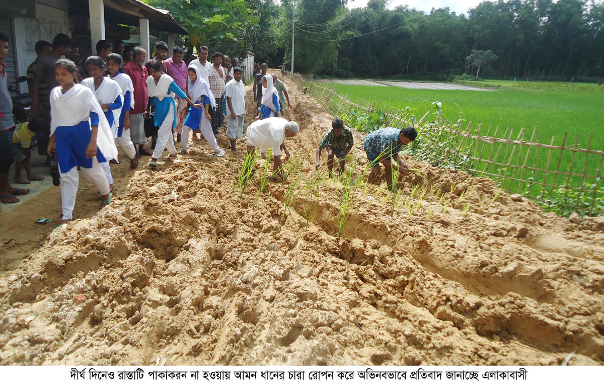 বিচিত্র সংবাদ: রাস্তা সংস্কার না হওয়ায় আমন চারা লাগিয়ে প্রতিবাদ
