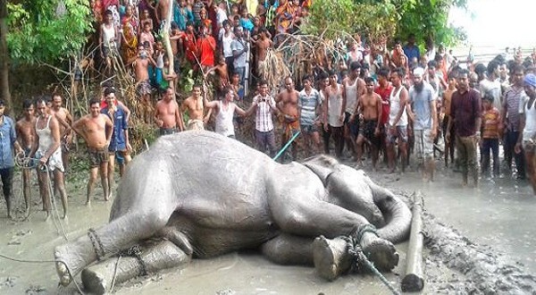 হাতির ময়নাতদন্ত করতে টিম গঠন