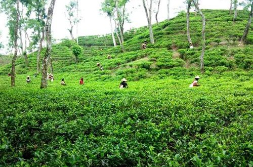 ভ্রমন পিপাসুদের জন্য প্রস্তুত চায়ের রাজধানী মৌলভীবাজার