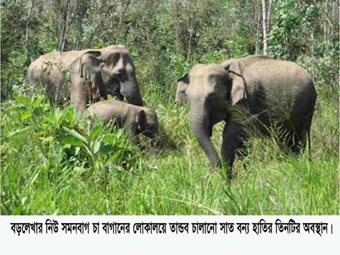 বড়লেখায় বন্যহাতির উপদ্রপে আতংকিত এলাকাবাসি