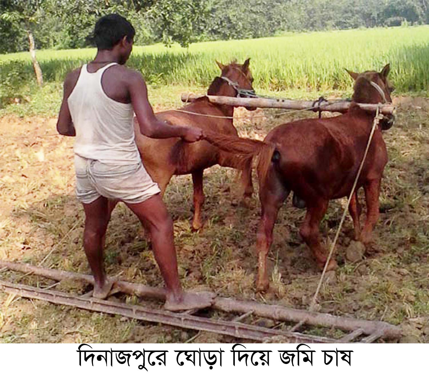 ঘোড়াঘাটে ঘোড়া দিয়ে জমি চাষ