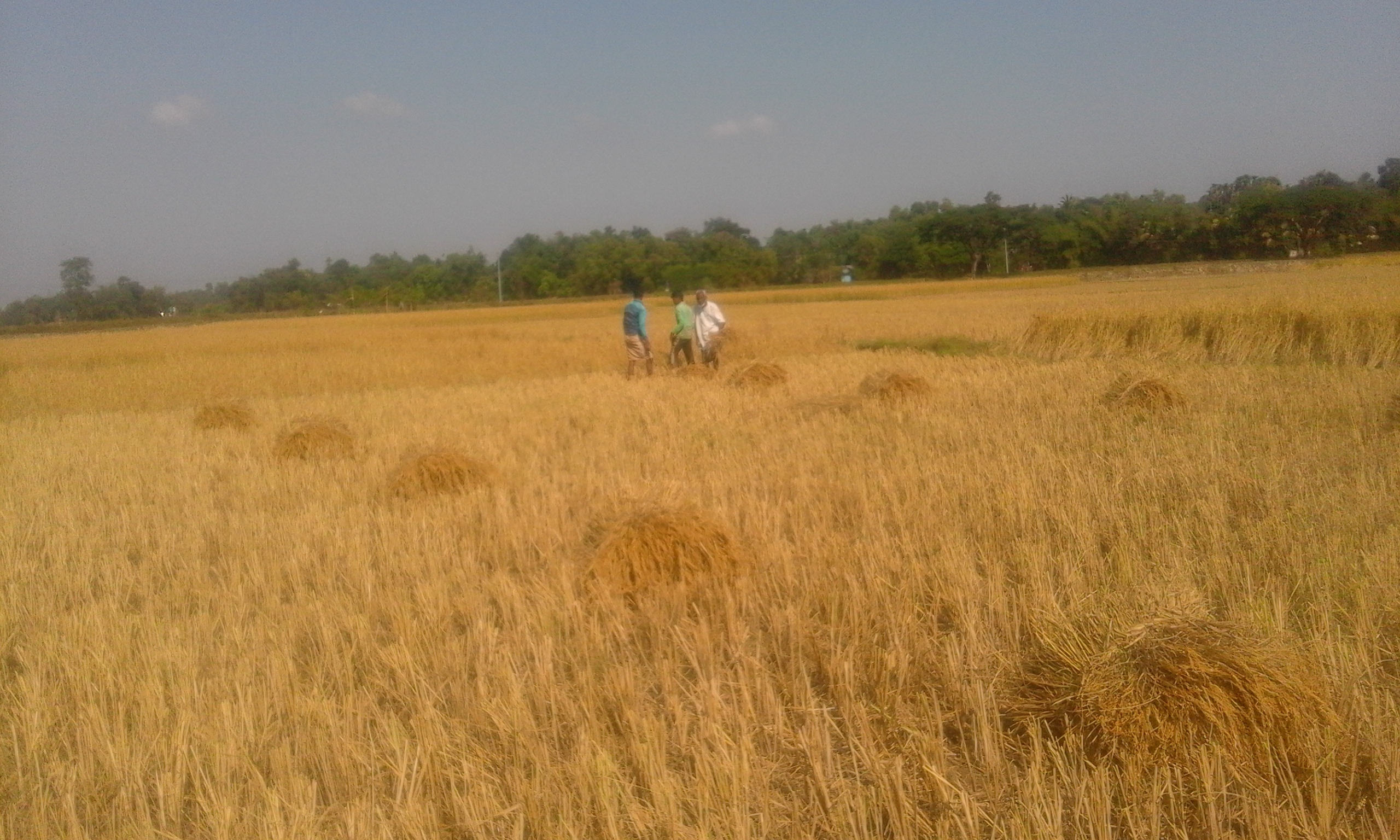 জুড়ীতে আমনের বাম্পার ফলন, কৃষকের মুখে হাসি