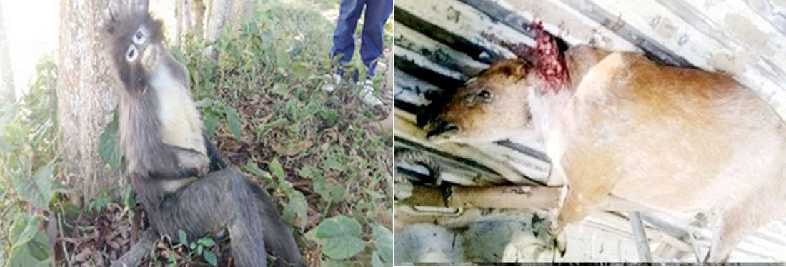 লাউয়াছড়া জাতীয় উদ্যানে দুইটি বন্য প্রাণীর মৃত্যু