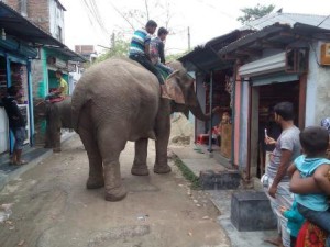 প্রকাশ্যে চাঁদাবাজি বন্ধে পুলিশী হস্তক্ষেপ দাবি হাতির সূঁরদিয়ে ভয় দেখিয়ে পাড়ায়-মহল্লায় সুকৌশলে চাঁদাবাজি চলছে