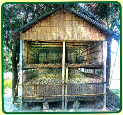 দেশীয় পদ্ধতিতে আলু সংরক্ষণ