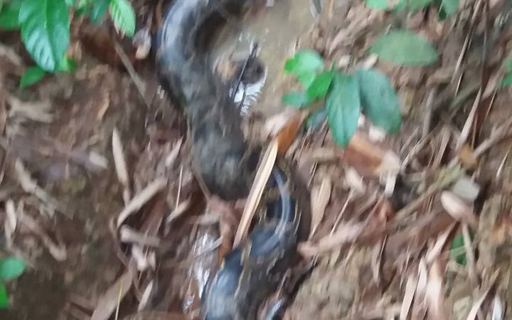 কুলাউড়ায় অজগর সাপকে সংরক্ষিত বনে অবমুক্ত