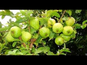 যে কারণে পেয়ারা খাওয়া ভালো