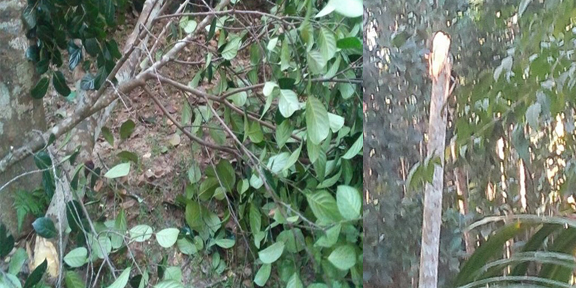 জলঢুপে বাগান বাড়ীর গাছ কাটার অভিযোগ