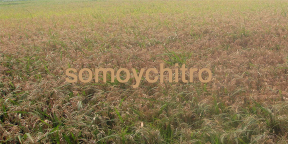SOMOYCHITRO গোলাপগঞ্জে বোরো ধানে  ছত্রাকজনিত ব্লাস্ট রোগের সংক্রামণ: ফলন বিপর্যয়ের শঙ্কায় কৃষকরা
