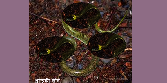 সাপ আতংকে বিয়ানীবাজার থানা: সাপুড়ে খবর দেয়ার অনুরোধ অসির