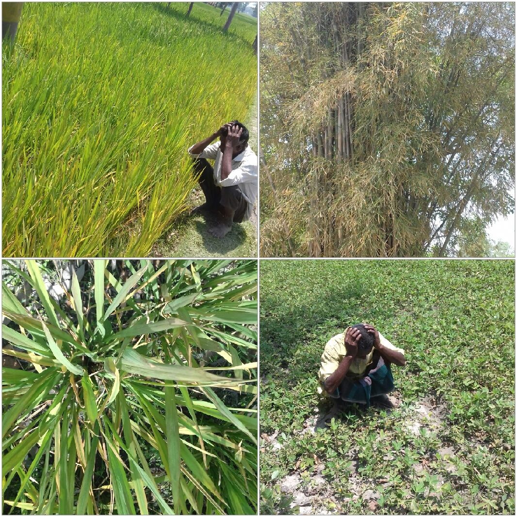 পঞ্চগড়ে  ইট ভাটার কারনে ৩০ একর জমির ফসল পুরে ছাই