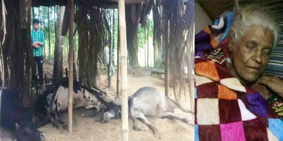 বড়লেখায় গোয়াল ঘরে বজ্রপাতে ৩ গরু মারা গেছে :  গৃহিনী আহত