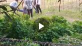 সিলেট টিটিসির ছাত্ররা জঙ্গল থেকে উদ্ধার করল মৃত্যুর মুখে পতিত যুবককে