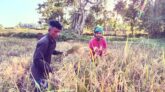 অগ্রহায়ণ মাসে নবান্ন উৎসব—ধান ঘরে তোলার আনন্দে মুখর গ্রামবাংলা