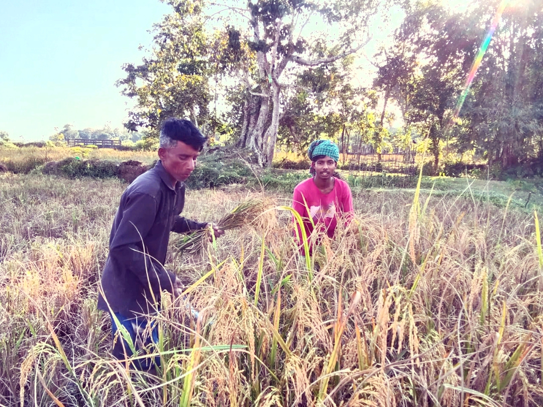 অগ্রহায়ণ মাসে নবান্ন উৎসব—ধান ঘরে তোলার আনন্দে মুখর গ্রামবাংলা