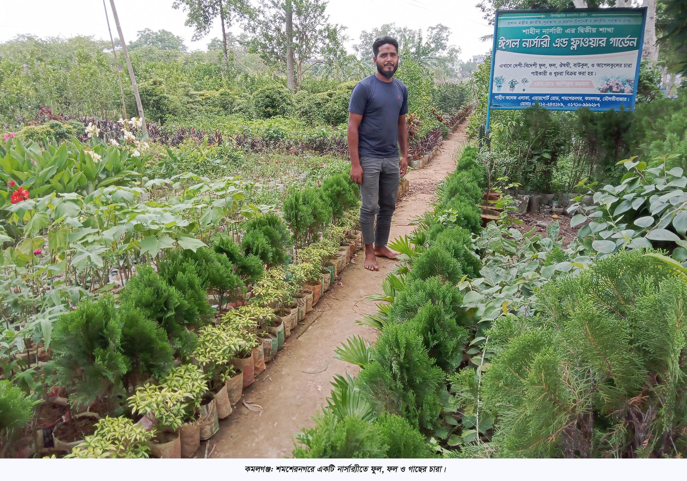 কমলগঞ্জের নার্সারী শিল্প: প্রকৃতিতে অক্সিজেন যোগানোর অদম্য কারখানা