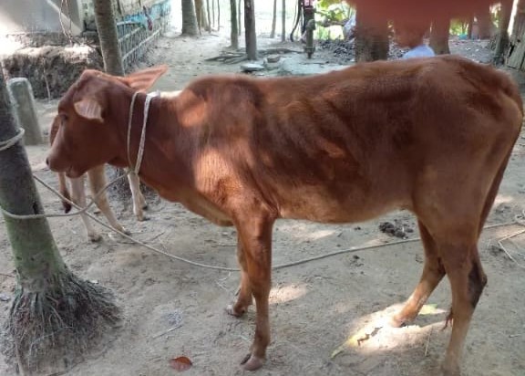 বড়ালেখায় গরু চুরি: গরিব সিএনজি ড্রাইভার আব্দুল কুদ্দুসের শেষ ভরসা গরুটির সন্ধানে সহযোগিতা কামনা