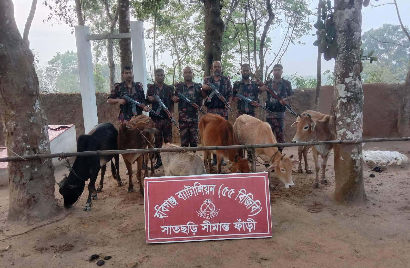 ‎হবিগঞ্জ সীমান্তে বিজিবির অভিযানে ২৪টি ভারতীয় গরু জব্দ ‎