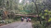 গাছ পড়ে কমলগঞ্জ_ শ্রীমঙ্গল-লাউয়াছড়া যোগাযোগ বিছিন্ন