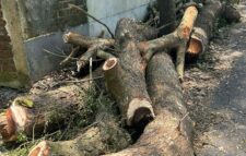 বিয়ানীবাজারে সামাজিক বনায়নের গাছ কাটার অভিযোগ, প্রশাসনের হস্তক্ষেপ কামনা
