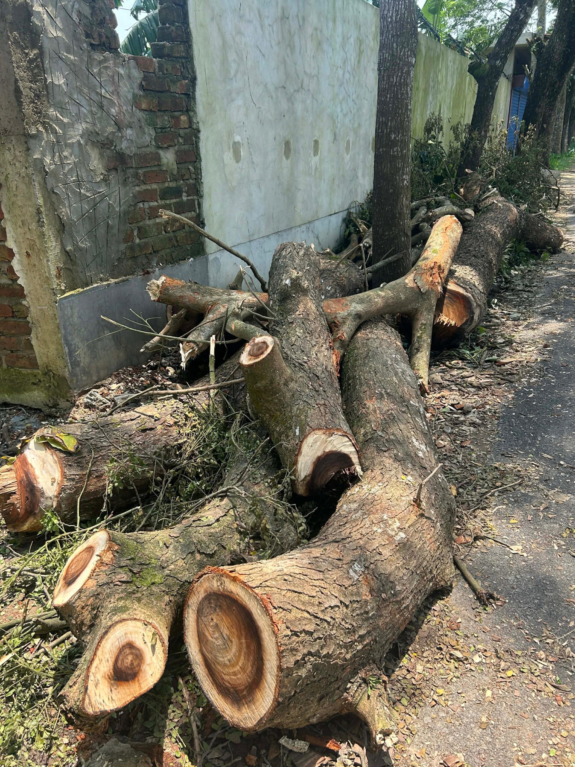 বিয়ানীবাজারে সামাজিক বনায়নের গাছ কাটার অভিযোগ, প্রশাসনের হস্তক্ষেপ কামনা
