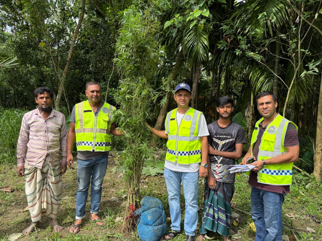 গ্রীনহাউজ পদ্ধতিতে গাঁজা চাষ, পুলিশের অভিযানে প্রায় অর্ধশতাধিক গাঁজা গাছ উদ্ধার