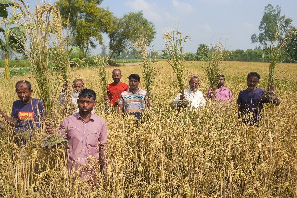 পূর্ববিরোধে আগাছানাশক ছিটিয়ে ৭ কৃষকের ধান নষ্টের অভিযোগ