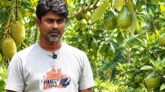 ১২০ বিঘার ফলবাগান গড়েছেন চুয়াডাঙ্গার সাদ্দাম, বছরে আয় ২ কোটি টাকা