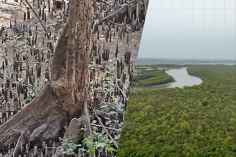 সুন্দরবনের প্রায় ৪০ শতাংশ সুন্দরী গাছ রোগাক্রান্ত, কারণ কী